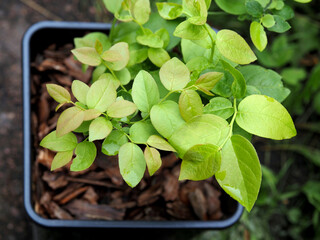 Garden blueberry seedling in a container, top view