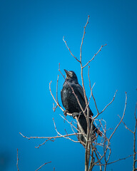 City bird sits on a tree branch in autumn