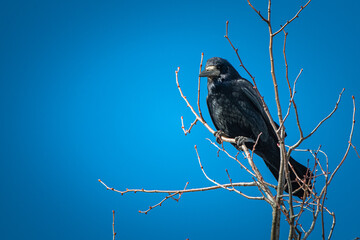 City bird sits on a tree branch in autumn