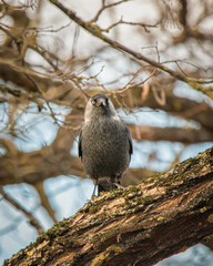 City bird sits on a tree branch in autumn
