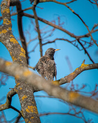 City bird sits on a tree branch in autumn