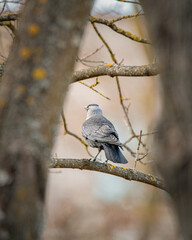 City bird sits on a tree branch in autumn