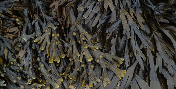Close-up on Bladderwrack Seaweed background texture