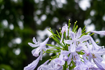 夏の雨上がりにアガパンサス