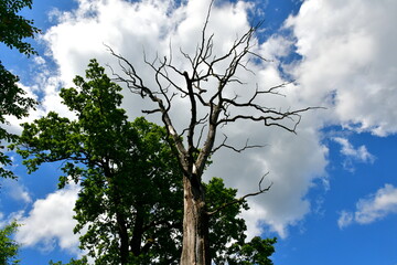 A view of an old dry tree with only its branches and bark remaining seen in the middle of a public park on a cloudy summer day next to a constantly growing deciduous tree spotted during a hike
