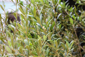olive tree with bloom. blooming olive