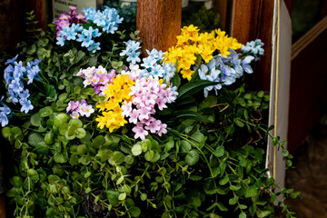 flowers on the street in pots