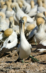 Fototapeta premium Cape Gannet, Morus capensis