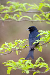 Fork-tailed Drongo, Dicrurus adsimilis