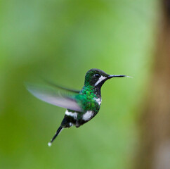 Green Thorntail, Discosura conversii