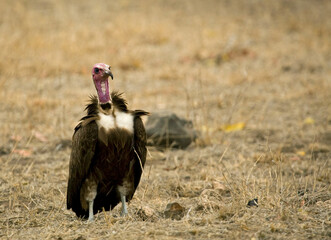Hooded Vulture, Necrosyrtes monachus