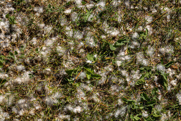 background in the form of grass on which lies poplar fluff