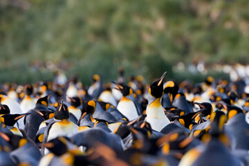 King Penguin, Aptenodytes patagonicus