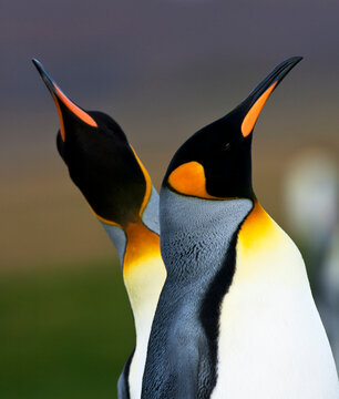 King Penguin, Aptenodytes Patagonicus