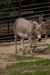 Fototapeta premium Donkey in a field