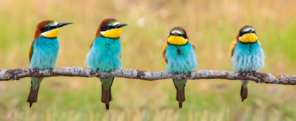 Many bee-eaters perched on a branch
