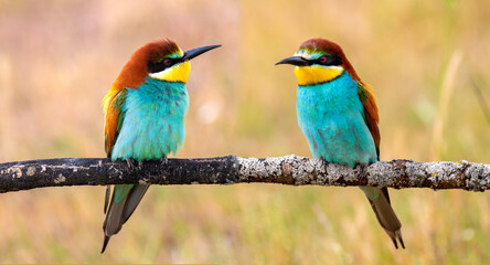Many bee-eaters perched on a branch