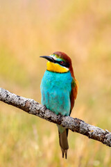 Bee-eaters perched on a branch