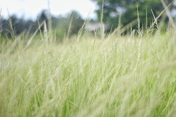Field of flowers on the roadside