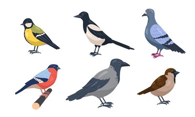 City birds icons set. Colorful stkers with Crow, Pigeon, Magpie, Bullfinch and Sparrow. Wild flying animals with wings and feathers. Cartoon flat vector collection isolated on white background