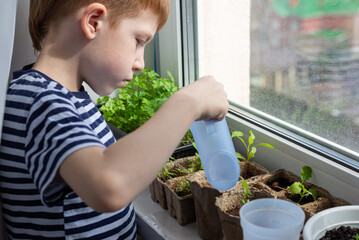 Child red-haired boy watering plants in eco-peat pots on the windowsill. The concept of home gardening, growing seedlings in the spring season, close-up