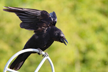 A large black crow bird at a nature reserve, the bird is stretching and about to fly.