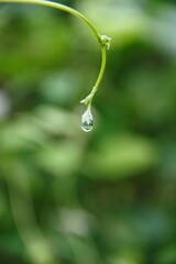 Raindrops on the vine tips of a yardlong bean