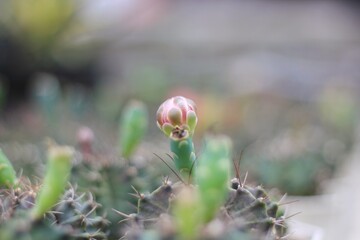 The flowers of the cactus in the farm with a pink center green petals.
