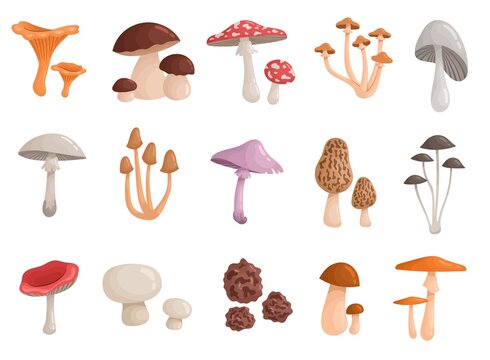 Set of Forest wild mushrooms. Stickers with aspen, champignon, chanterelle, amanita and pale toadstool. Edible and poisonous mushrooms. Cartoon realistic vector collection isolated on white background