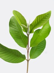 Branches/stalks/leaves of a guava plant on a white background.