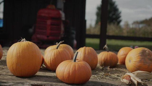 Several pumpkins on the farm, with a tractor visible in the background. Halloween decor