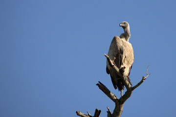Weißrückengeier / White-backed Vulture / Gyps africanus