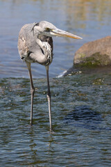 Afrikanischer Graureiher / Grey Heron / Ardea cinerea.