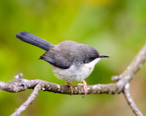 Bar-throated Apalis, Apalis thoracica