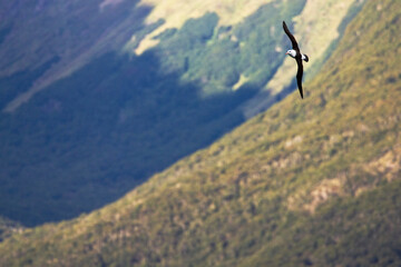Black-browed Albatross, Wenkbrauwalbatros, Thalassarche melanophrys