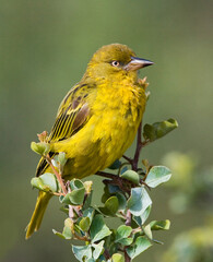 Cape Weaver, Ploceus capensis