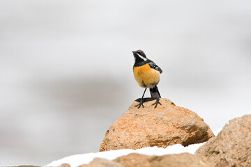 Orange-breasted Rockjumper, Chaetops aurantius