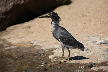 Mangrovenreiher / Greenbacked Heron / Butorides striatus