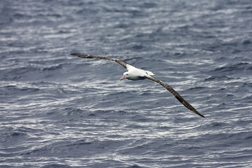 Tristan Albatros, Diomedea dabbenena
