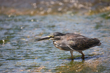 Mangrovenreiher / Greenbacked Heron / Butorides striatus