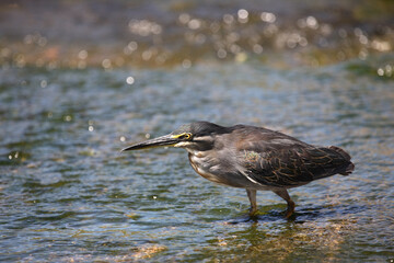 Mangrovenreiher / Greenbacked Heron / Butorides striatus