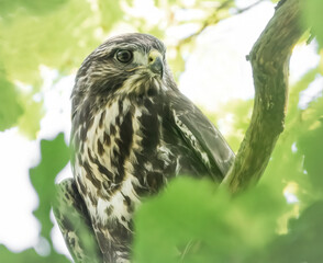 Mäusebussard im Baum