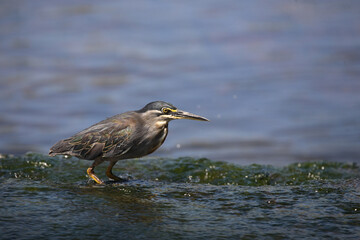 Mangrovenreiher / Greenbacked Heron / Butorides striatus