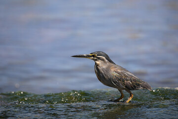 Mangrovenreiher / Greenbacked Heron / Butorides striatus