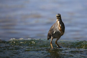 Mangrovenreiher / Greenbacked Heron / Butorides striatus