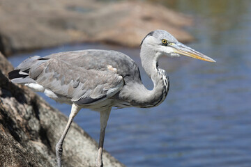 Naklejka premium Afrikanischer Graureiher / Grey Heron / Ardea cinerea.