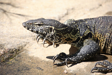 Nilwaran / Nile Monitor / Varanus niloticus