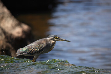 Mangrovenreiher / Greenbacked Heron / Butorides striatus