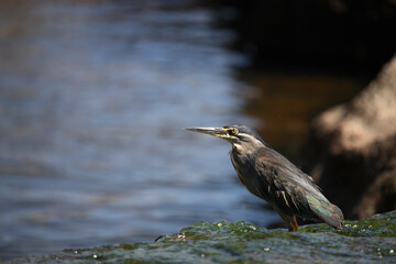 Mangrovenreiher / Greenbacked Heron / Butorides striatus