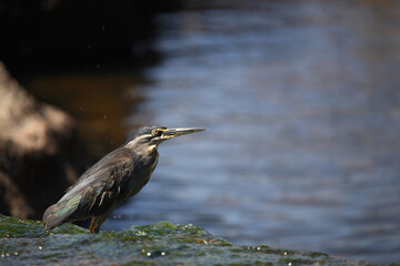 Mangrovenreiher / Greenbacked Heron / Butorides striatus